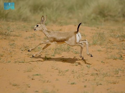 The birth of the gazelles highlights the Kingdom’s commitment to preserving its rich biodiversity and advancing environmental stewardship.