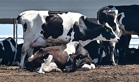 Salem Al Hai, Director General of the authority, confirmed that 31 out of Kuwait’s 44 cow farms have reported FMD cases