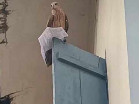 Eagle's dramatic intervention: Onlookers watched in disbelief as the bird perched calmly, hall ticket in beak.