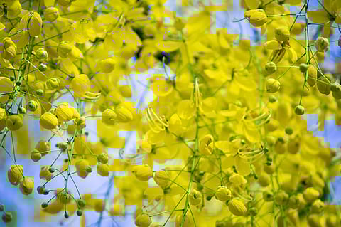 How to set up a traditional Vishu Kani at home