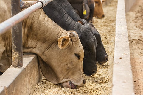 Australia to lift import curbs on US beef to pacify Trump