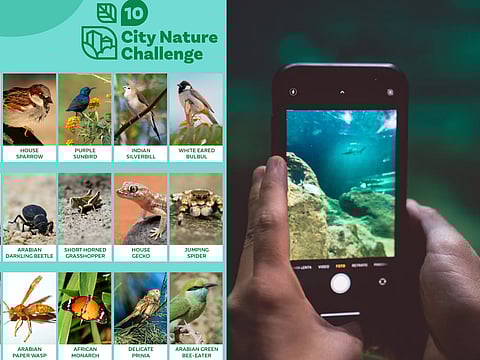 Join Now: Capture Dubai's Nature and Be Featured!