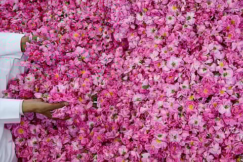 A man displays freshly collected Damascenas (Damask) roses, used to produce rose water and oil, at a farm in Saudi Arabia.