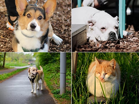 New rules in Bangkok require all owners to register and microchip their pet within 120 days of birth or 30 days after adoption, according to the Bangkok Metropolitan Administration (BMA).