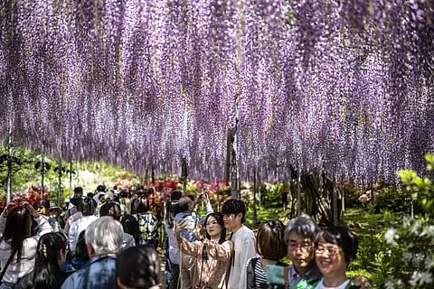 People take pictures underneath wisteria flowers at Ashikaga flower park in Ashikaga city, Tochigi Prefecture, north of Tokyo.