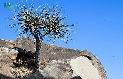 The Khazam tree was also used in ancient times for drawing and writing on rocks.
