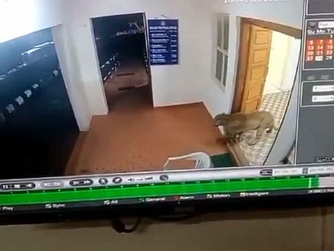 Leopard strolls through police station in Tamil Nadu, all caught on camera