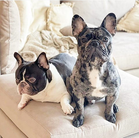 Meet Juancho and Milo, the dynamic Frenchie duo owned by Alvy Vales.