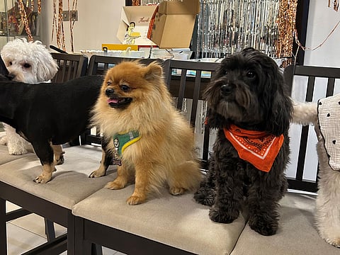 Rocket enjoys the company of his friends!