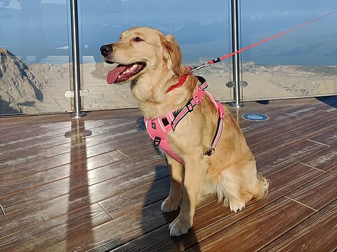 Meet Ava the explorer. The little diva is turning one year old on May 16. She loves the mountains, beaches and parks.