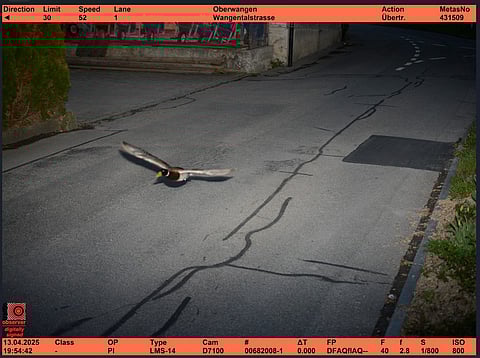 The duck was caught going 52 kilometres (32 miles) an hour in a 30-km zone, the post said.