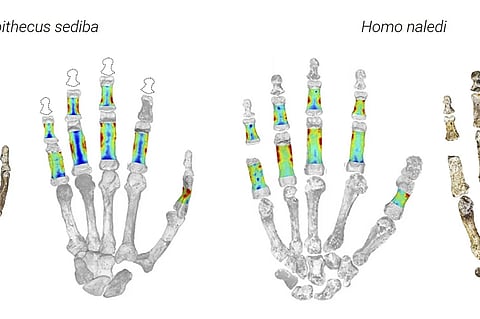 his artist rendering shows hands of early human ancestors, called Australopithecus sediba and Homo naledi, found in South Africa. The left images show photos of the bones, and the right images show how the fingers absorbed stress during daily activities. Red areas absorbed more stress than blue ones, which scientists can tell based on bone thickness.