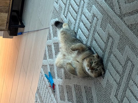 Loki's chilling after a long day!