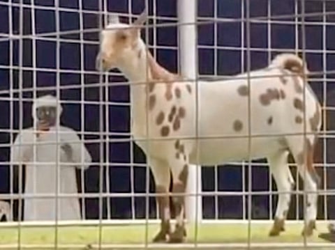 A screengrab shows the rare breed during the auction