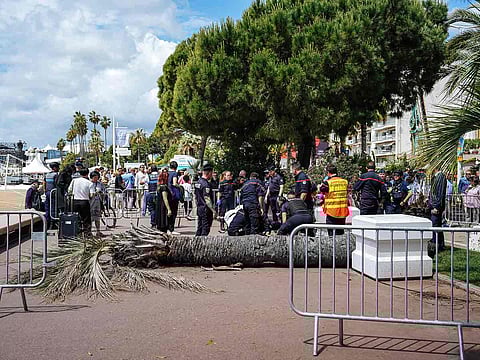 A palm tree fall on someone, and injured this person, on the Boulevard of La Croisette during the 78th international film festival, Cannes, southern France, on Saturday, May 17, 2025.