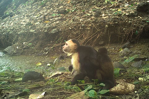 Scientists first set up motion-triggered cameras on Jicaron island because the capuchins are skilled as using stone tools