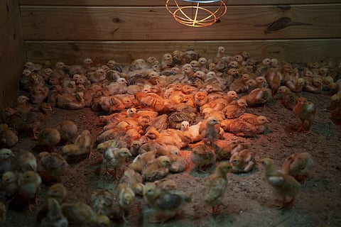 Hundreds of chicks mill around a stall at First State Animal Centre, Camdan Delaware, May 16, 2025.
