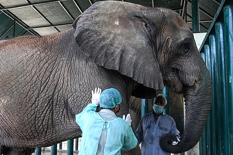 Dr Buddhika Bandara (L), a veterinary surgeon from Sri Lanka, examining Madhubala, an elephant who is diagnosed with tuberculosis, inside an enclosure at the Safari Park in Karachi.