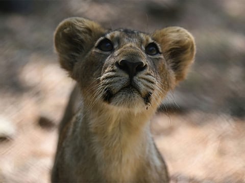 The majestic big cats are slightly smaller than their African cousins, and have a fold of skin along their bellies.