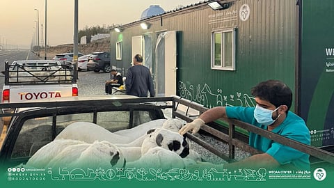 A veterinarian from the Saudi National Weqaa Centre checks sheep at a quarantine near the holy city of Mecca.