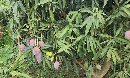 Plucked fresh from the orchard, the mangoes are first washed and then dumped into the cold water in the bucket.