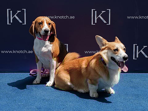 Meet Dubai's first pawperty advisors: Oliver & Luna - your furry real estate experts