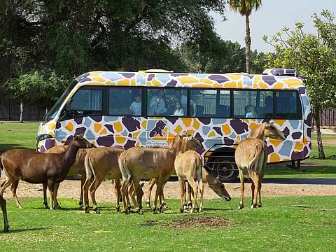 Dubai Safari Park offers air-conditioned shuttle trains and shaded walking paths, with upgraded misting systems across its six themed zones.