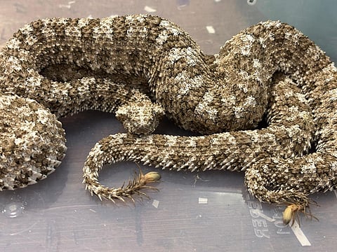 A passenger smuggling dozens of venomous vipers was stopped after flying into the financial capital Mumbai from Thailand, Indian customs officials said.