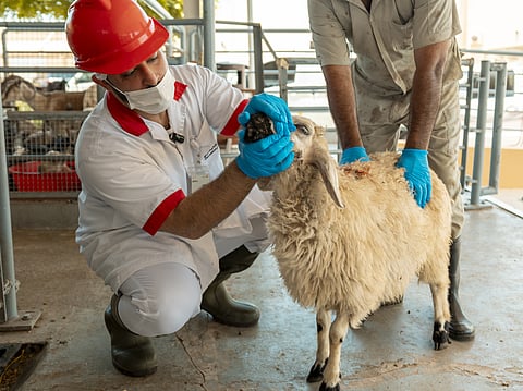 Dubai Municipality is expecting up to 80,000 heads of livestock entering markets during the holiday week.