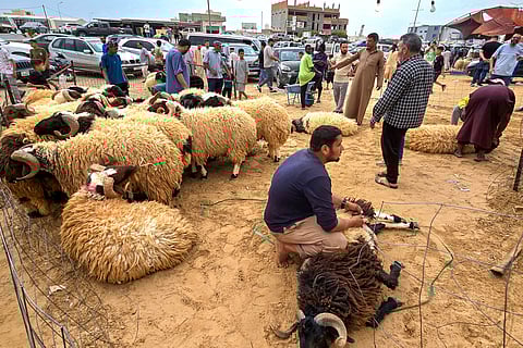 Libyans select sheep for sacrifice at a livestock market in the capital Tripoli on June 5, 2025, as Muslims around the world prepare for Eid Al Adha, or the Feast of sacrifice.