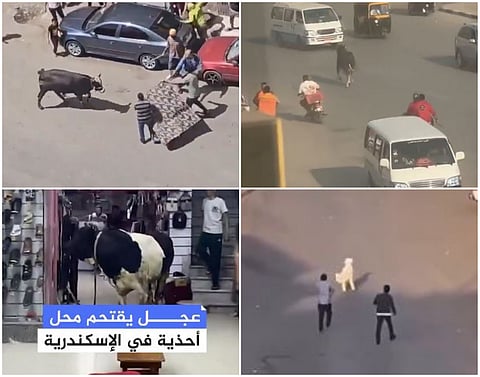 Sacrificial animals disrupt traffic, spark debate during Eid Al Adha