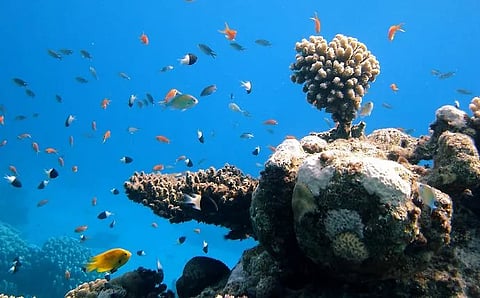 Abu Dhabi records 97.4% Sustainable Fisheries Index, reaffirming Abu Dhabi’s leadership in sustainable fisheries management