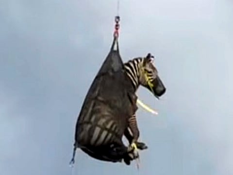 In this image taken from June 8, 2025, video by the Rutherford County Sheriff's Office in Rutherford County, Tennessee, shows the airlifting of a zebra named Ed that had evaded capture for several days after it ran away from its owner.