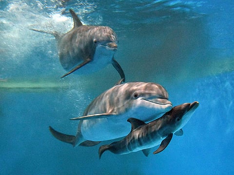 Bottlenose dolphins ‘Allie’ with ‘Tapeko’ are joined by the newly born calf at the Brookfield Zoo Chicago recently.