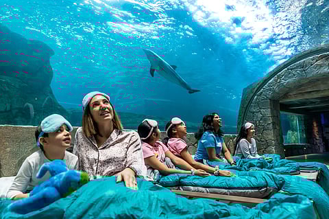 The theme park will remain open solely for event attendees, who will be joined by SeaWorld Abu Dhabi’s zoological education team.