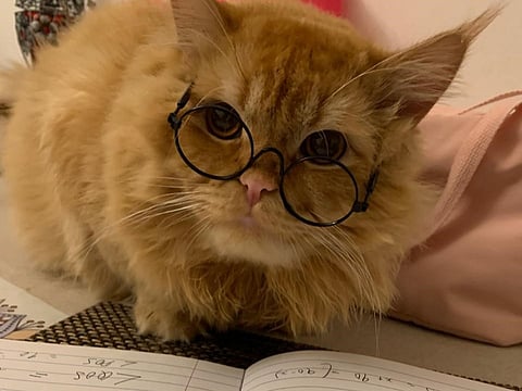 Anneley Rodrigues, 20, a student at Heriot-Watt University, is head-over-heels for her furry companion, Maple—and for good reason. “Maple is curious, friendly, and full of surprises,” says Anneley. “He follows us everywhere—yes, even to the restroom—and races to the door at the slightest knock.”