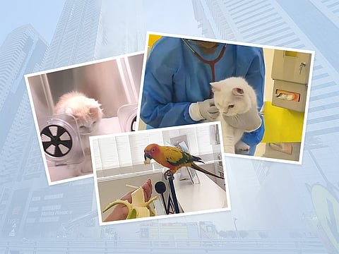 Local veterinary clinics in Dubai are providing free medical care and temporary shelter to pets rescued from the Dubai Marina tower fire, helping animals recover from smoke inhalation and reuniting them with their owners.