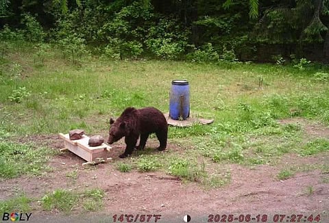 A bear is recorded by a hunters' camera in the Pabrade forests calmly feasting on animal baits in Pabrade, Lithuania, Wednesday, June 18, 2025.