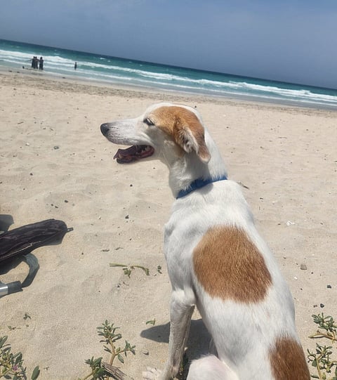 Loki went from a terrified stray to a joyful companion, showing how love, patience, and second chances can transform a life.