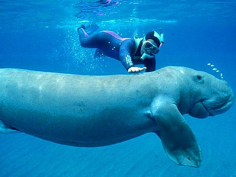 Environment agency completes 8,000 km² marine habitat survey in Abu Dhabi