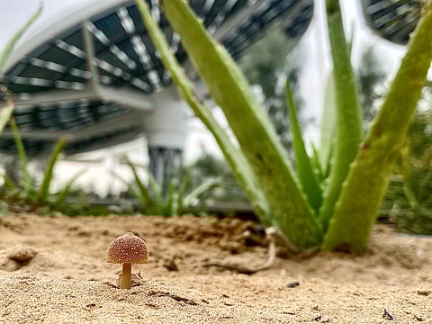 Expo City Dubai launches world’s first fungi survival centre