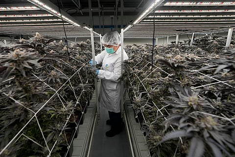 A worker tends to cannabis plants at a farm in Kanchanaburi province, west of Bangkok.