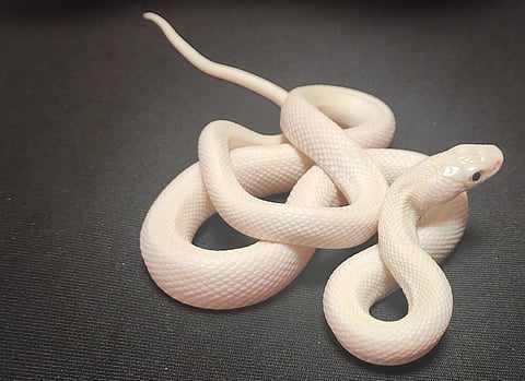 Exotic snake smuggling foiled: Man caught with 16 live reptiles in chocolate boxes