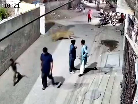 The lion has been confiscated by police and transferred to a local wildlife park.