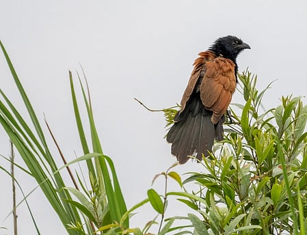 KNPTR Director Sonali Ghosh said that the survey, conducted between March 18 and May 25, placed special emphasis on ten focal species that are either globally threatened or endemic to the Brahmaputra floodplains.