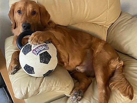 In the bustling community of Mussafah, Abu Dhabi, one dog has quietly become a local legend. Steve Roger, a rescue dog with a remarkable story of survival and loyalty, is a familiar face to residents and business owners alike — especially at Paris Cafe, where he’s a regular every Saturday.