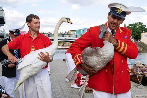 Every year, a team of carefully selected oarsmen — Swan Uppers are tasked with finding the swans on a stretch of the Thames.