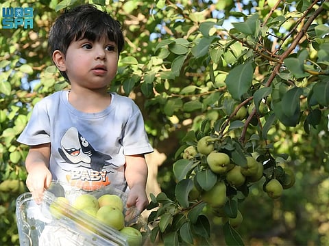 Tabuk’s rich farmlands span more than 270,000 hectares and host over 14,000 farms.