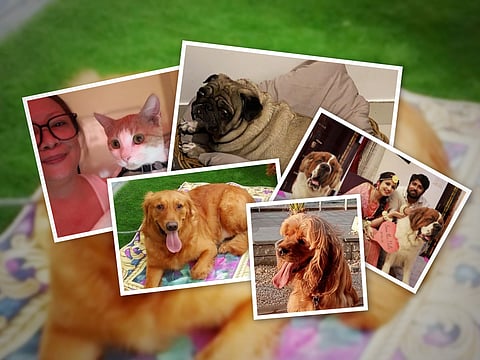 Explore the emotional cost to abused and abandoned animals — and why experts say taking your pets with you is the only humane choice.