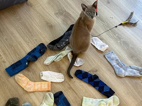 In this photo provided by Helen North, laundry-stealing cat Leo poses on Sept. 25, 2024, with some of the socks it has found and brought to its home in Auckland, New Zealand. (Helen North via AP)